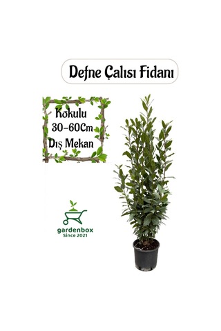 Laurus Nobilis -defne Çalısı Fidanı 1 Adet Saksılı 30-60cm