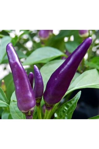 Bykurt Sunagri Mor Acı Cin Biber - Bahçe Ve Saksıda Dikime Uygun 50 Adet