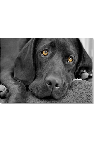 Cakasepetim Kara Labrador, Üzgün Köpek Ahşap Mdf Tablo