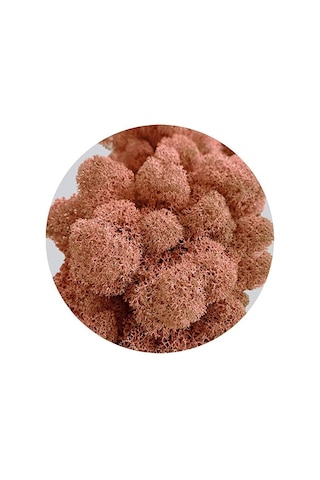 Reindeer Moss Mango Şoklanmış Norveç Yosunu 30gr