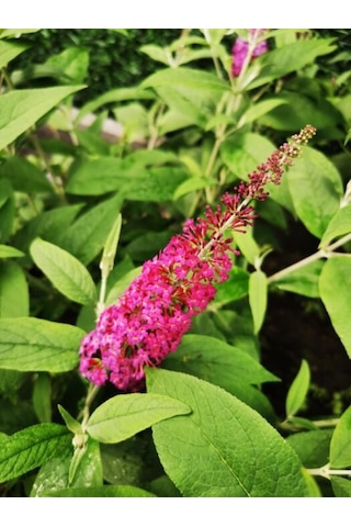 1-2 Yaş Arası Saksılı Pembe Kelebek Çalısı Fidanı