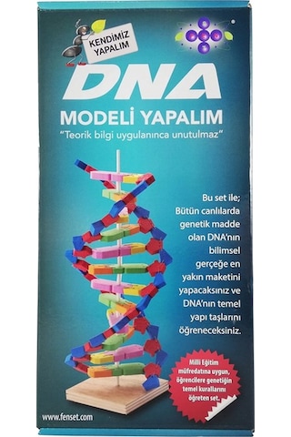 Dna Modeli Yapalım Deney Seti