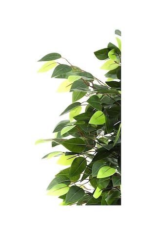 Yapay Ağaç Benjamin Yeşil 2 Gövdeli 110*70cm Siyah Plastik Saksılı