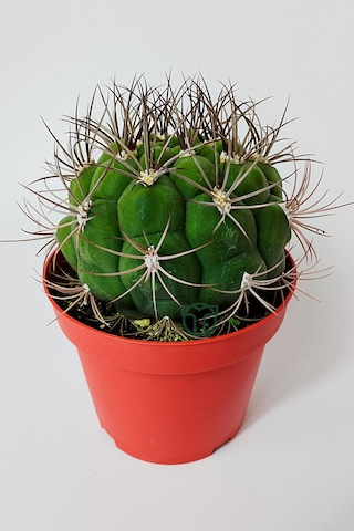 Gymnocalycium Marquezii Muhteşem Formda Büyük Boy Kaktüs