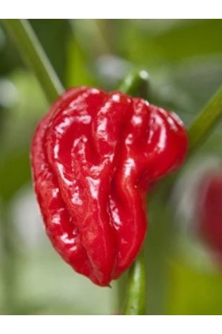 Naga Viper 900.000 1.4 M Scoville Gerçek Taze Acı Biber