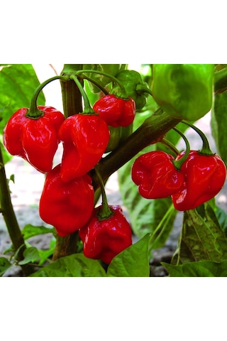 10+ Kırmızı Habanero Dünyanın En Acı Biber Tohumu N113193