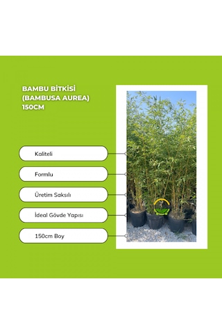 Bambu Bitkisi Bambusa Aurea 150cm
