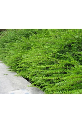 Bodur Hanımeli Lonicera Nitida Fidanı Bodur Çit Bitkisi 1-2 Yaş