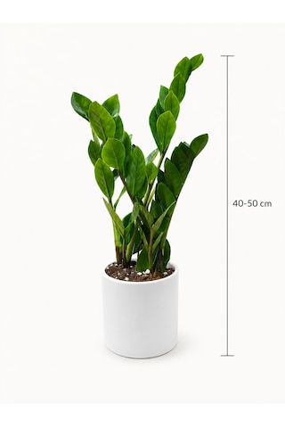 Zamia Bitkisi - Zeze Çiçeği Beyaz Seramik Saksıda 40-50 Cm