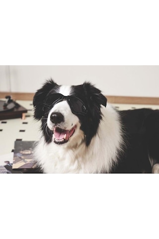 M-pets Sunny Trailblazer Köpek Gözlüğü Siyah