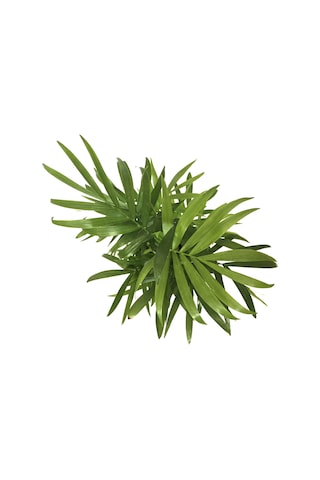 Chamaedorea Elegans (Dağ Palmiyesi) Ø8,5 CM Y20-25 CM