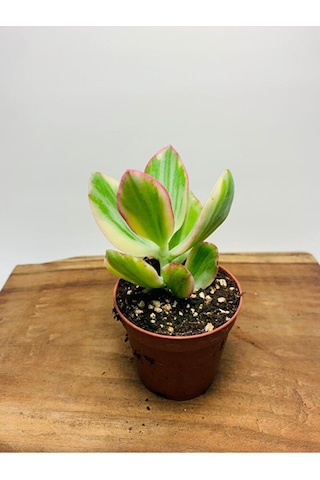 Crassula Ovata Variegata Iki Renkli Para Ağacı