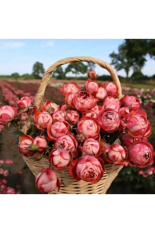 Tüplü Çok Goncalı Soğuklara Dayanıklı Kokulu Pompeji Yediveren Gül Fidanı