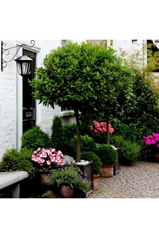 Pazly 2 Adet Siyah Açık Hava Asma Kancası - Bitki Kuş Yemliği Fener Rüzgar Çanları İçin