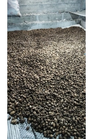 Moryo Yumru Salep Tohumu 2 Kg