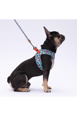 Pawstar Bears Leash Kedi Köpek Sevk & Gezdirme Kayışı Köpek Uzatma Tasması Turkuaz