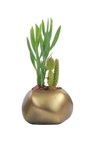 Çiçek Saksısı Dekoratif Kaktüs Saksı 1 Adet Spiral Oval Model - Altın Eskitme
