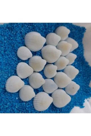 Kuzeylina Hesaplı 1-3 Cm Küçük Deniz Kabuğu Teraryum Deniz Kabukları Silis Akvaryum Süs Ufak Kabuklar 1 KG