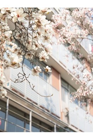 Tüplü Büyük Çiçekli Manolya Fidanı Magnolia Grandiflora Herdem Yeşil Kokulu