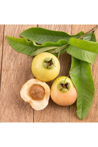 Gül Elması Fidanı Rose Apple 4 Yaş 100 Cm Nadir Tür Gül Elması Fidanı Rose Apple 4 Yaş 100 Cm Nadir Tür