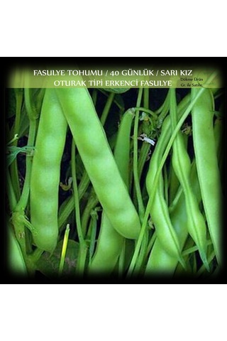 Sarı Kız 40 Günlük Fasulye Tohumu 250G 650+ Adt Oturak Fasülye
