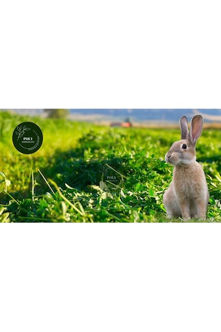 Poly Kemirgen Doğal Kuru Yonca Kemirgen Otu-tavşan-ginepig-hamster 500 Gr