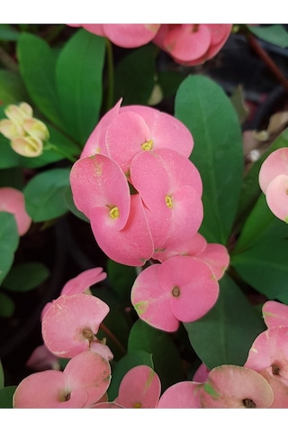 Tayland Mili - Dikenler Tacı Iri Pembe Çiçek Açan 5.5cm Saksılı-9074638245585