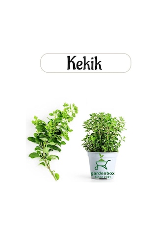 Tr Aromatik Bitki Kekik Fidesi, 1 Adet Saksılı, 20-30 Cm, Thymus