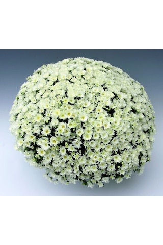 Branroyal White Beyaz Renkli Kasımpatı Çiçeği Fidesi 1 Adet