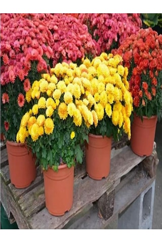 Chrysanthemum Turuncu Kasımpatı Çiçeği Fidanı 15-25 Cm Saksılı