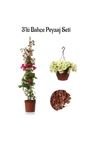 Kırmızı Begonvil 40-80cm +sarı Petunya Çiçeği 20-30cm +2lt Curf Dekoratif Taş 3'lü Peyzaj Seti