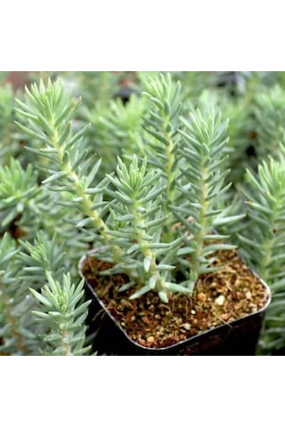 Sedum Reflexum 45 Adet - Teraryum İçin Sukulent Bitki