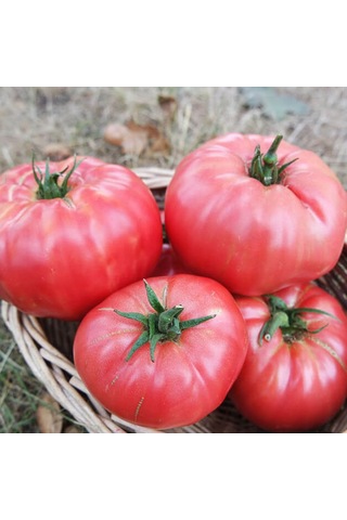 Bykurt Sunagri Pembe Köy Domatesi Tohumu - Açık Tarla İçin Sert Kabuklu Pembe Renkli Lezzetli Pembe Köy Domatesi