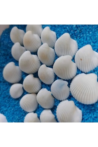 Kuzeylina Hesaplı 1-3 Cm Küçük Deniz Kabuğu Teraryum Deniz Kabukları Silis Akvaryum Süs Ufak Kabuklar 1 KG