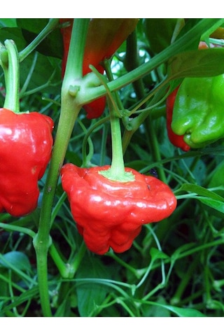 Scotch Bonnet Jamaican Red Pepper 350.000 Scoville - Gerçek Taze Acı Biber