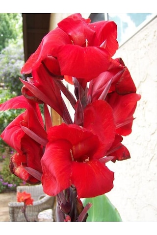 Canna Indica Çiçeği Fidanı 20-40 Cm