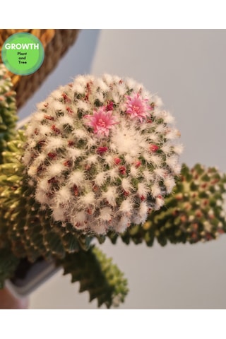 Mammillaria Bucareliensis Kaktüs 1 Adet