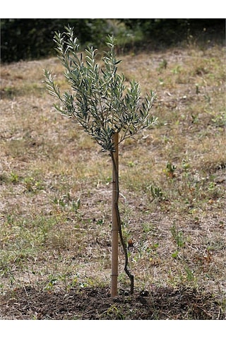 Bitkim Sende Özel Gemlik Zeytin Fidesi 70 100 Cm 1 Adet Saksılı/tüplü Dış Mekan Ağacı