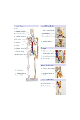 İnsan İskeleti Modeli Sinirli ve Kan Dolaşımlı 85 cm