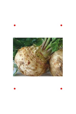 Kök Kereviz Tohumu - 10 Gram Kök Kereviz Tohumu - 10 Gram