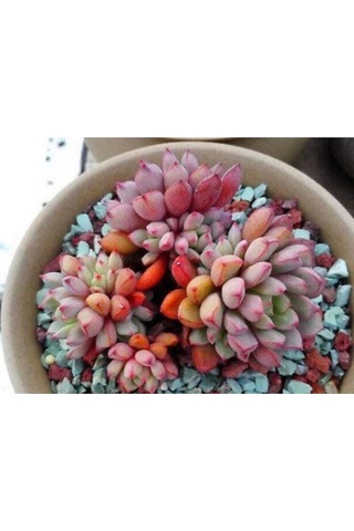 10 Adet Colorful Succulent Varity Tohumu