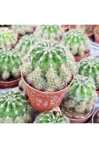 Top Kaktüs 5.5 Cm Saksıda 1 Adet