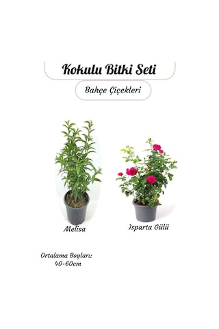 Yoğun Kokulu Gece Melisası Akşam Sefası + Reçellik Pembe Isparta Gülü Saksılı