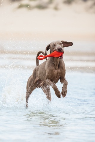 Beeztees Köpek Oyuncağı, Yüzen, Şamandıra, Tpr, Kırmızı, 28x13x8cm