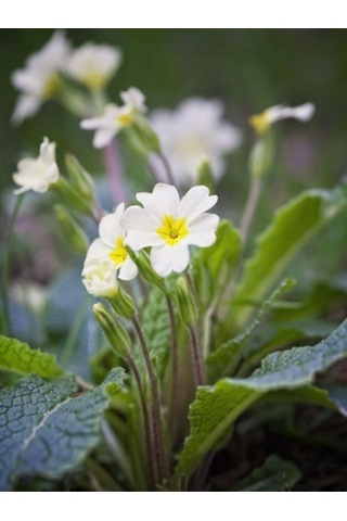 2 adet Canlı Çuha Çiçeği Primula - 5-15 Cm Boyunda, Dikime Hazı