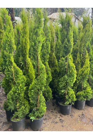 Spiral Limoni Selvi Boy 200-230 Cm