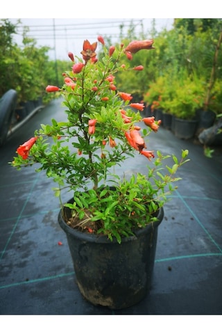 Bodur Süs Narı Fidanı 40-60 Cm Saksılı Çiçekli Bodur Bitkiler Pomegranate Tree
