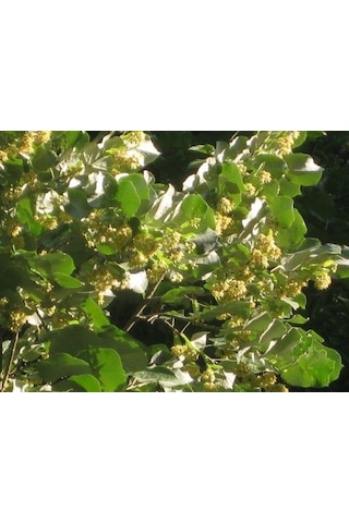 Ihlamur Fidanı 60 80 Cm