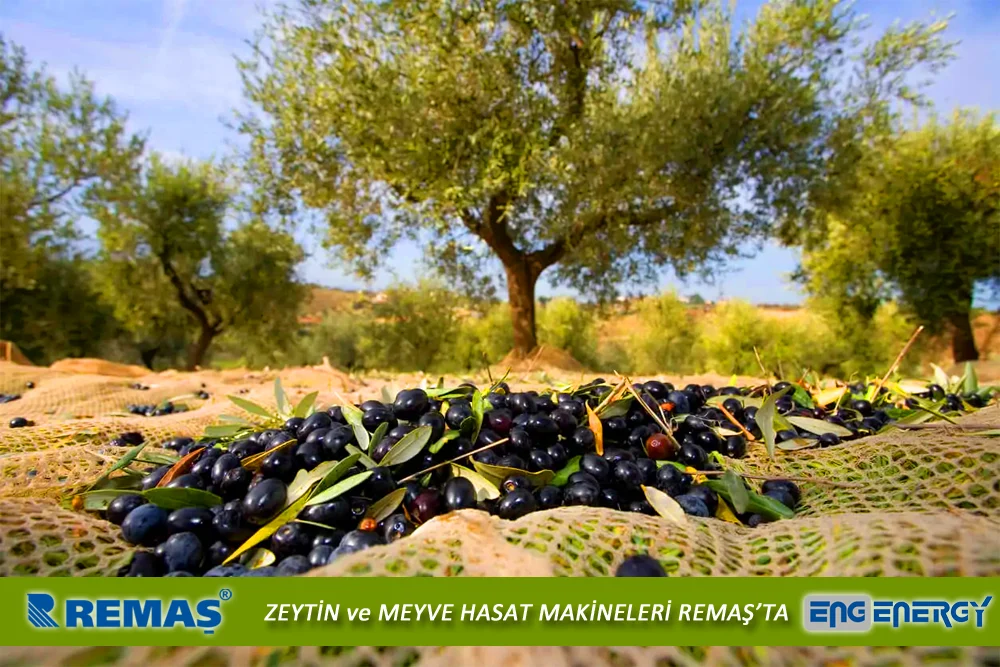 Energy Sasa Taraklı Zeytin Hasat Makinesi