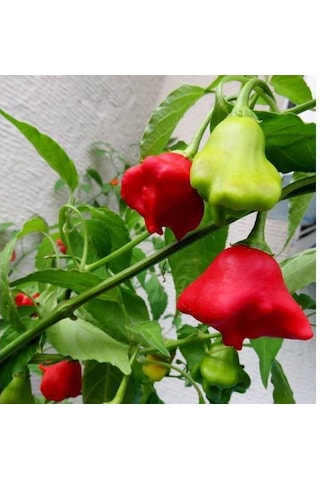 20 Adet Tohum Acı Süs Gül Biberi Nadir Tohumu Süs Biberi Tohumu